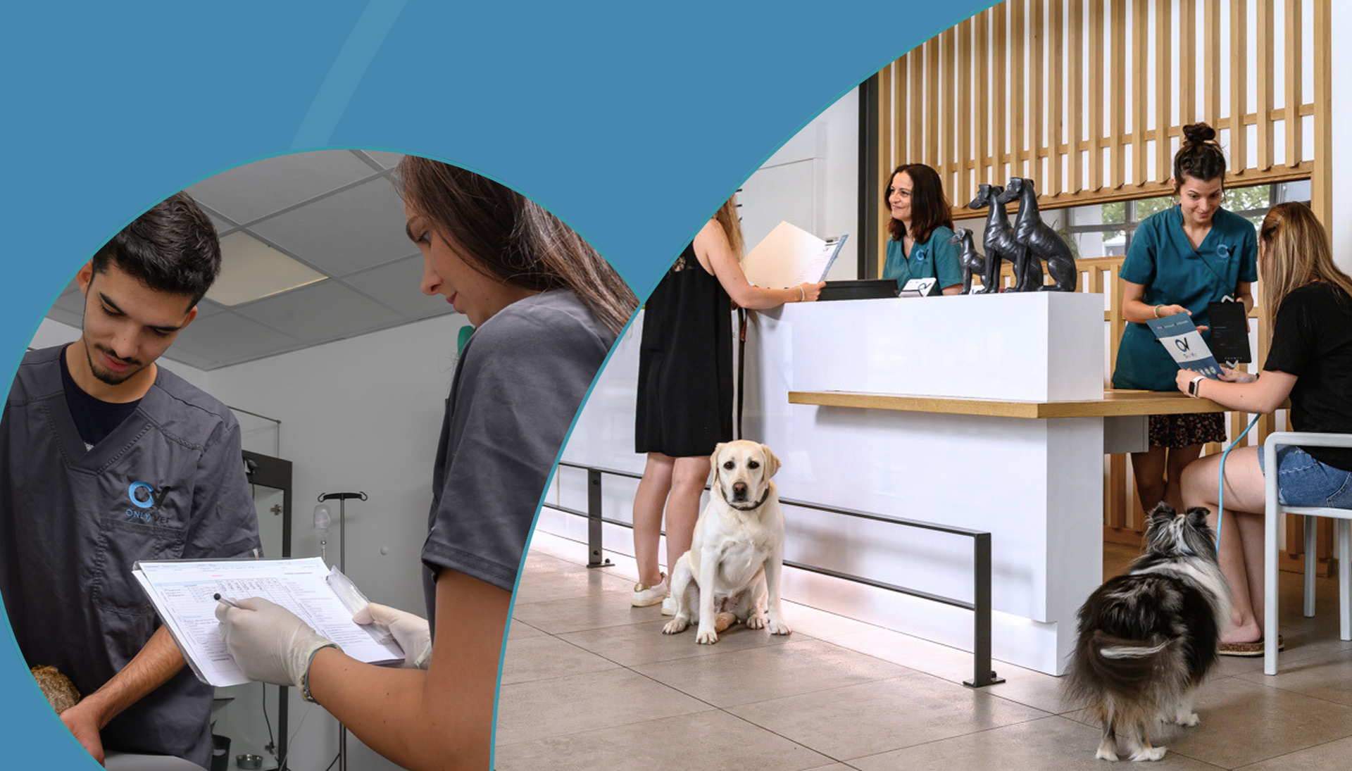 Un chien est assis dans une salle d'attente chez un vétérinaire.