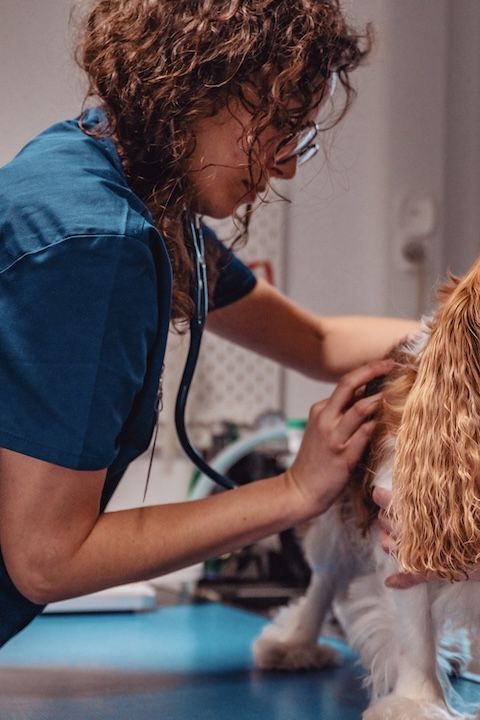 Une vétérinaire examine un chien avec un stéthoscope.