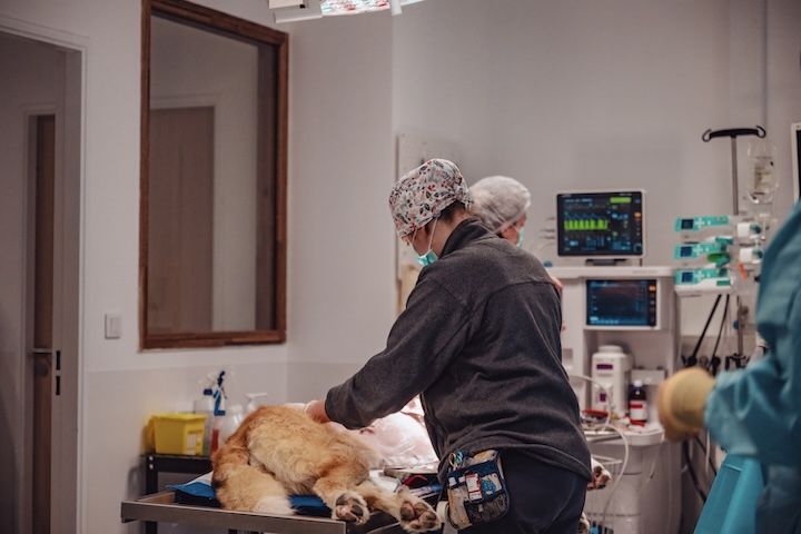 Un vétérinaire examine un chien dans une salle d'opération.