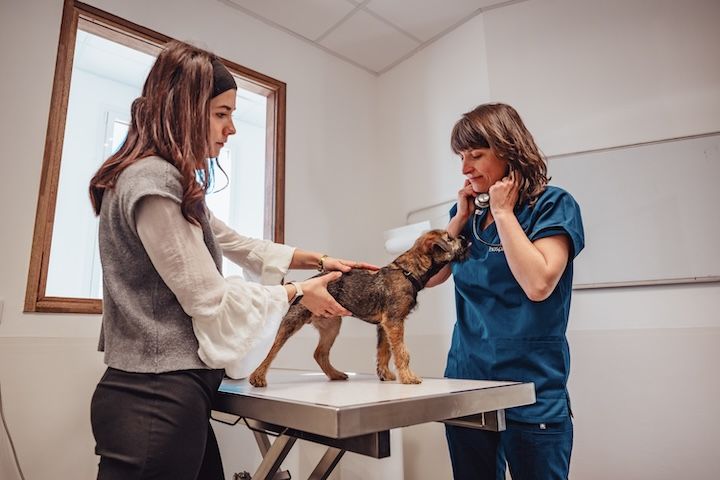 Une femme caresse un chien pendant qu'un vétérinaire l'examine.