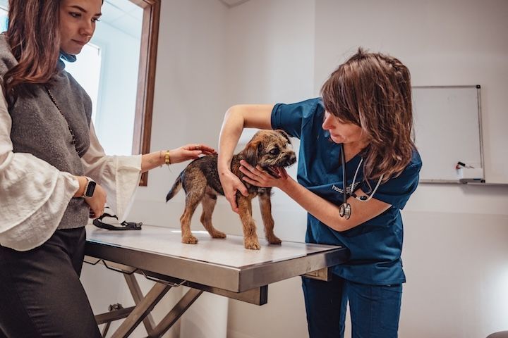 Une vétérinaire examine un petit chien brun sur une table.