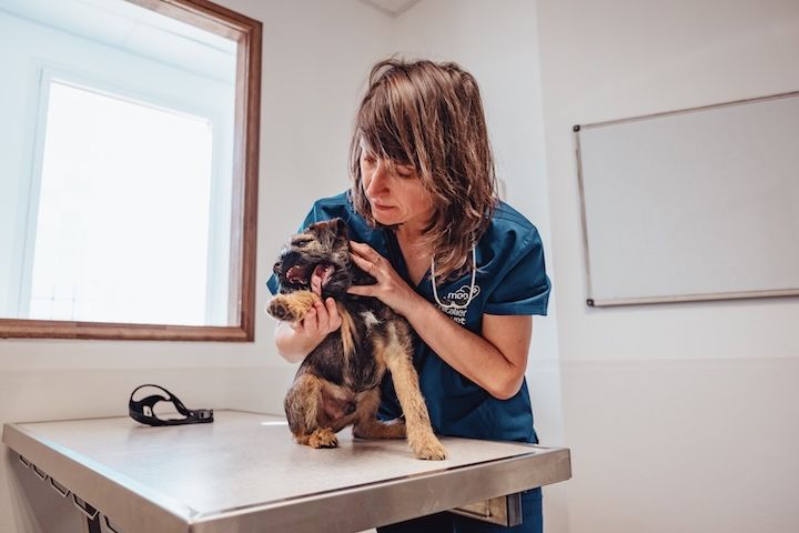 Une vétérinaire examine un petit chien sur une table.