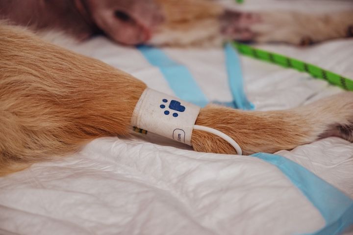 Un gros plan de la patte d'un chien avec un bandage dessus.