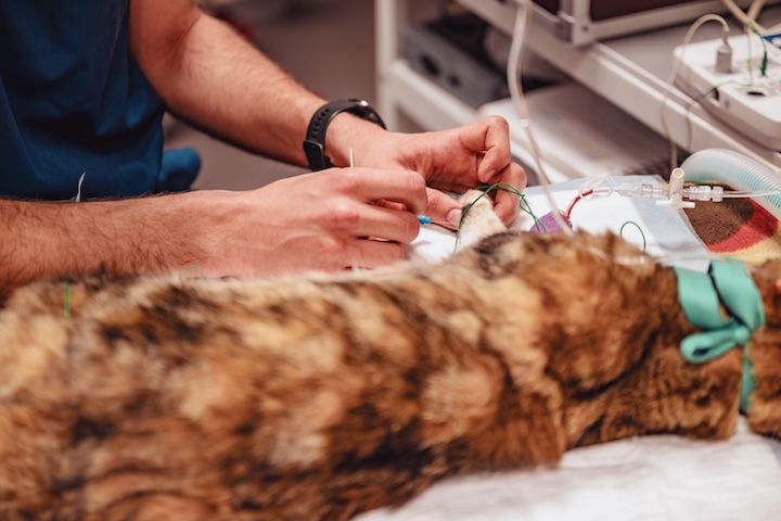 Un chat est examiné par un vétérinaire dans une clinique vétérinaire.