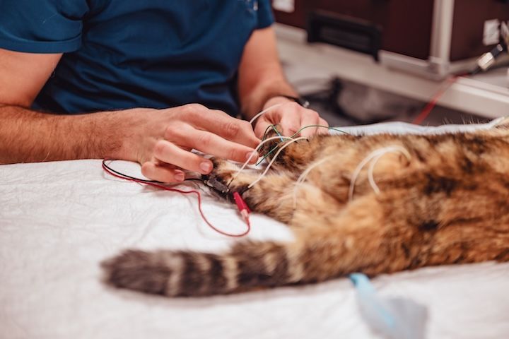 Un chat est allongé sur une table et est examiné par un vétérinaire.