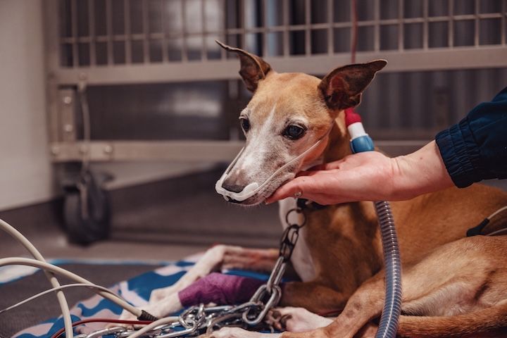 Une personne caresse un chien enchaîné à une cage.