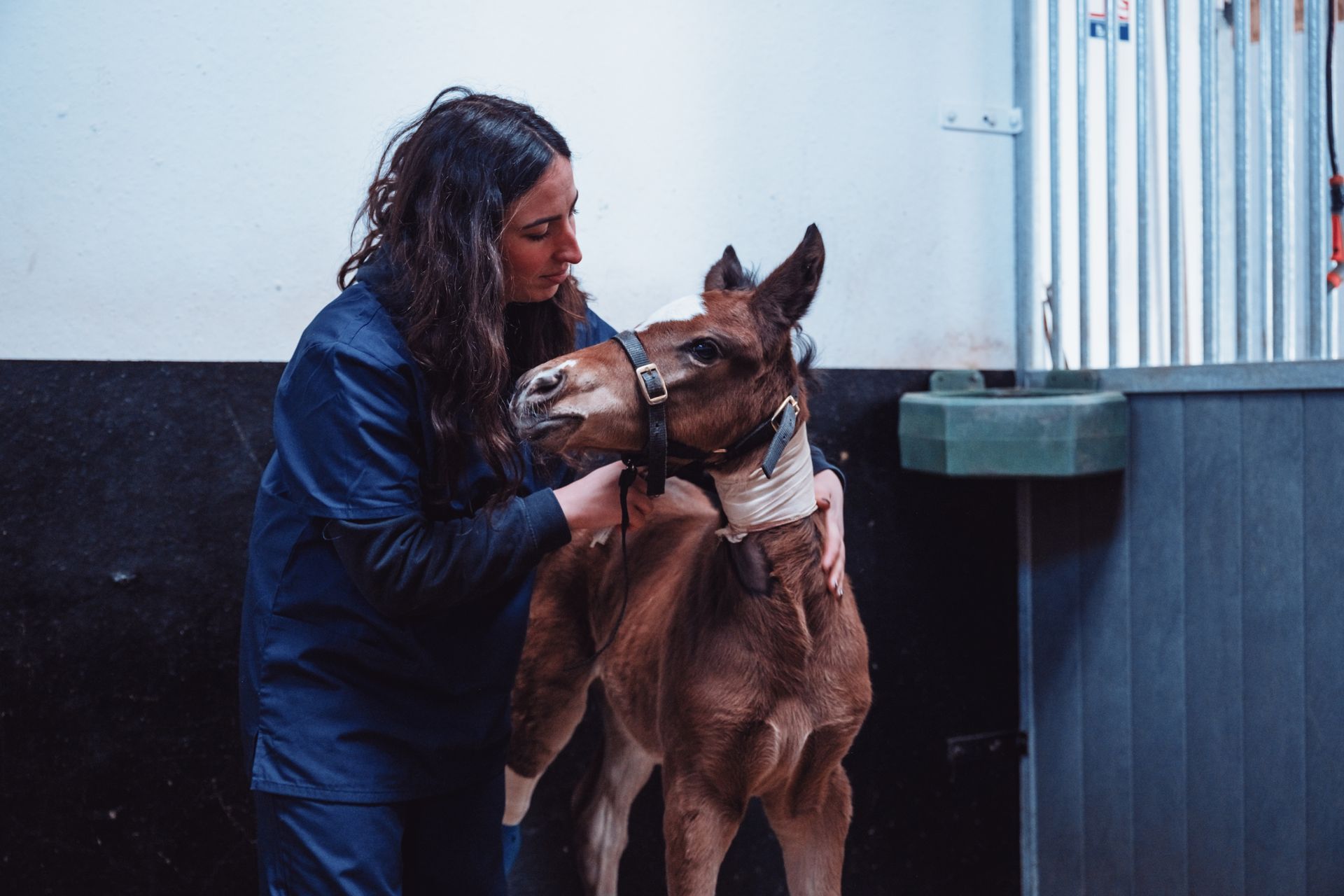 Une vétérinaire caresse un bébé cheval hospitalisé dans une écurie du CHV équin