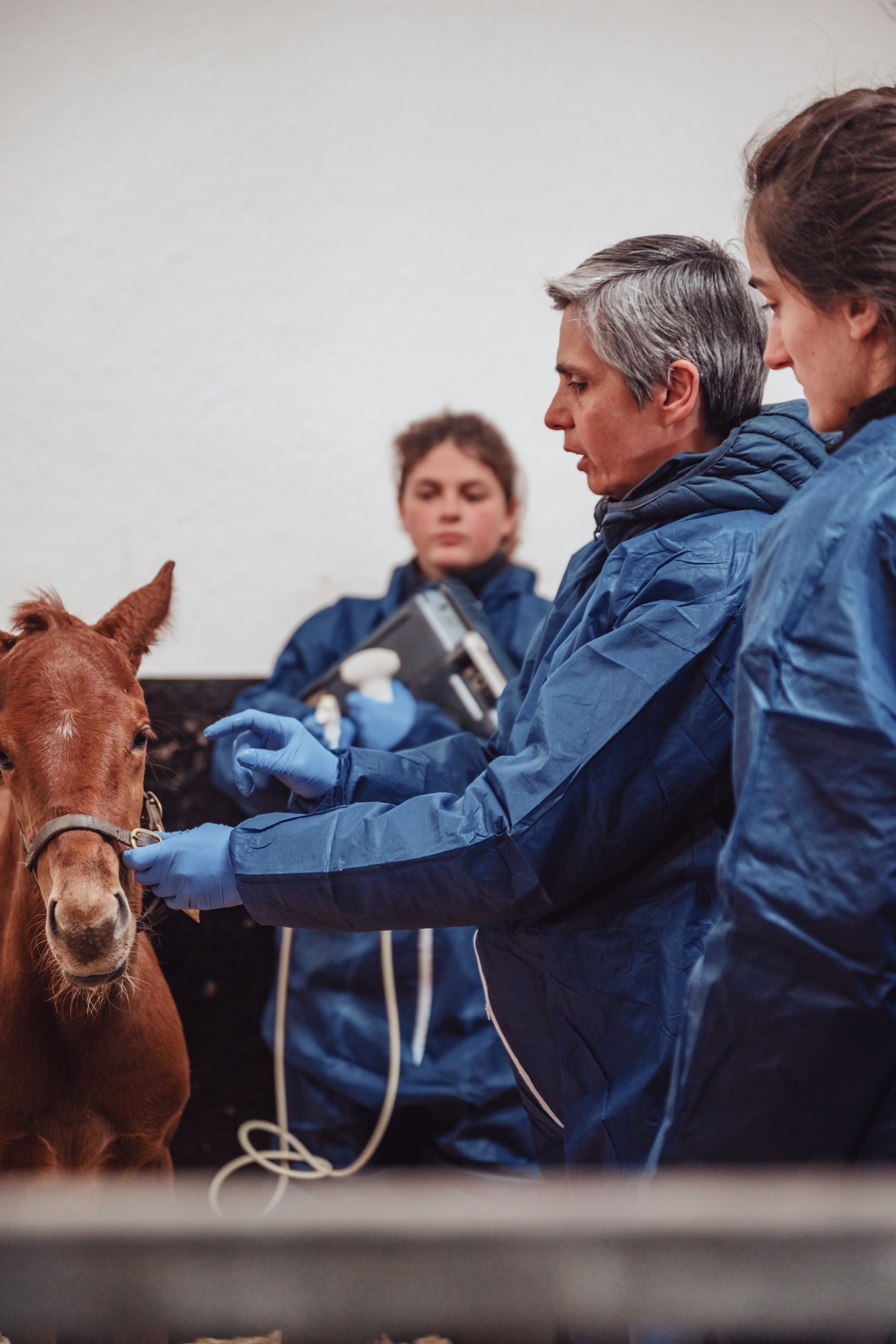 Un groupe de vétérinaires examine un cheval dans une écurie.