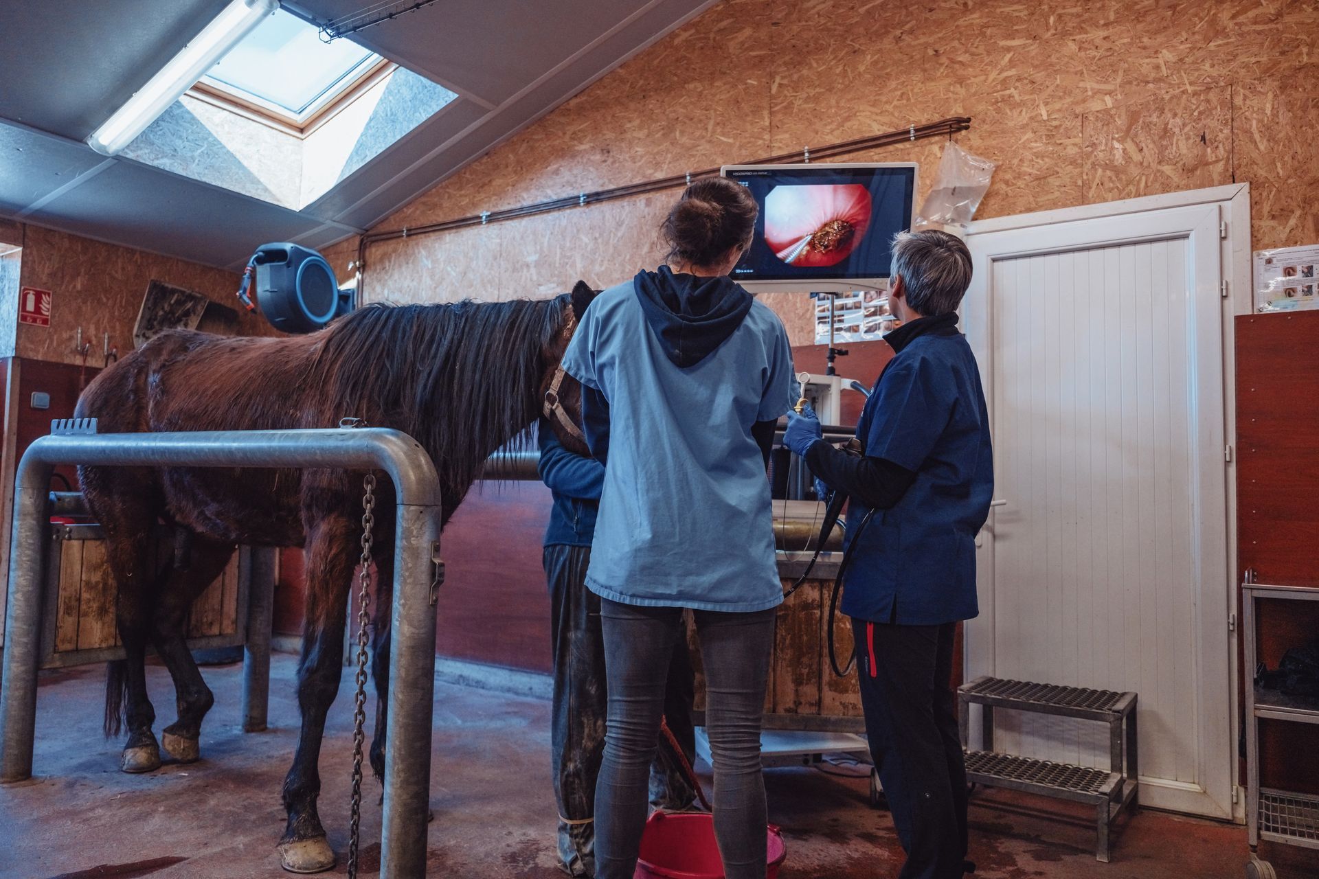 Un groupe de personnes examine un cheval dans une grange.
