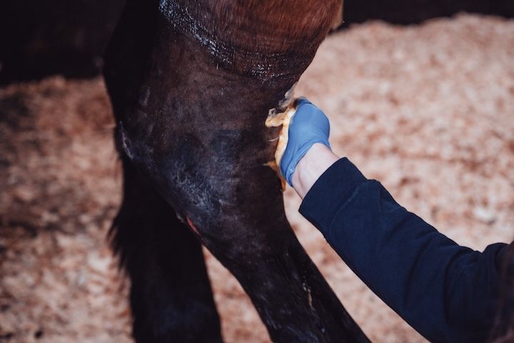 Une personne nettoie la jambe d'un cheval avec une brosse.