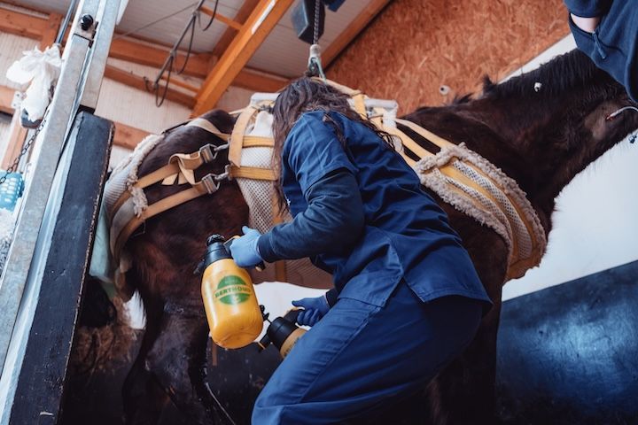 Une femme vétérinaire pulvérise un cheval avec un vaporisateur jaune