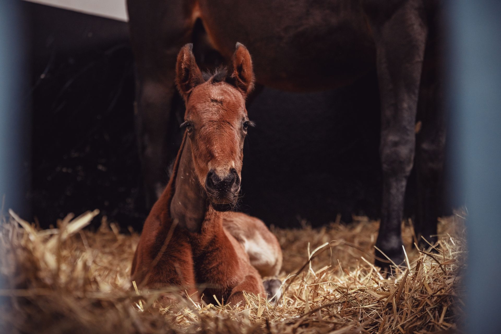 Un poulain brun est allongé dans un tas de foin à côté d'un cheval.