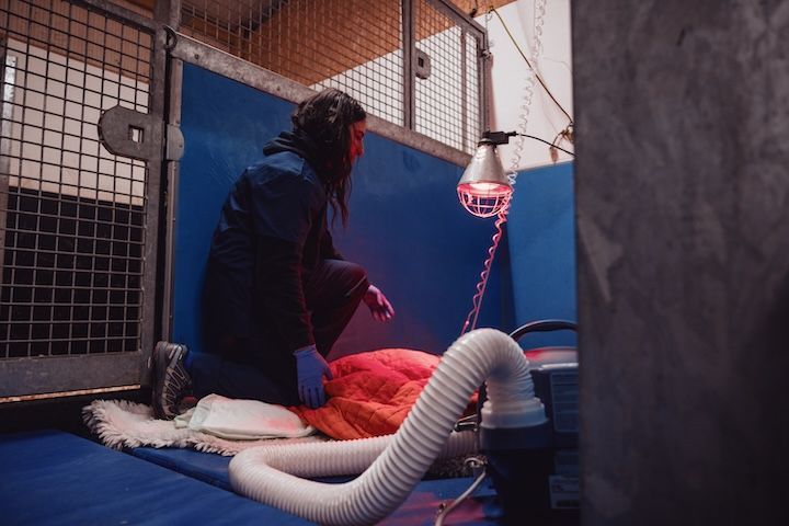Une femme est agenouillée à côté d'un poulain dans un box. 