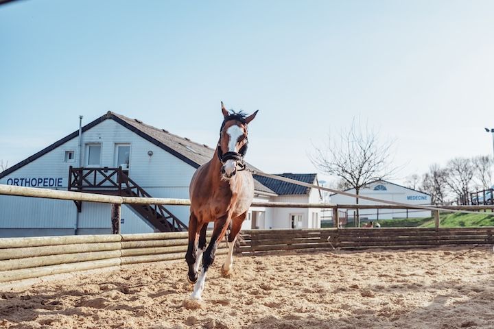 Un cheval brun court dans un champ de terre devant un bâtiment.