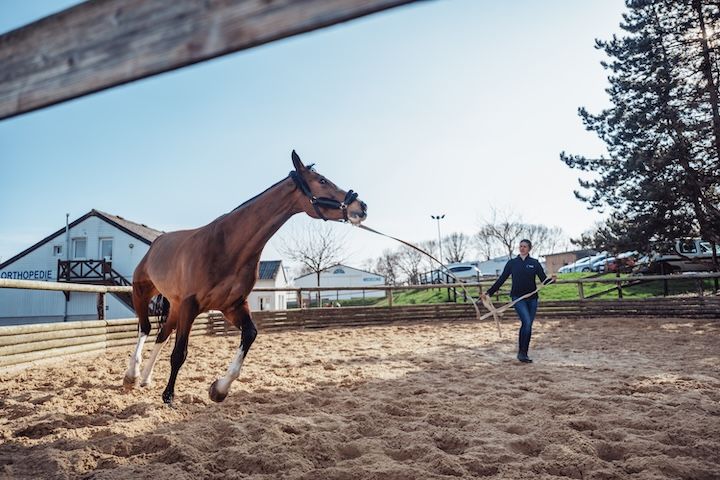 Un homme promène un cheval brun dans une arène en terre battue.
