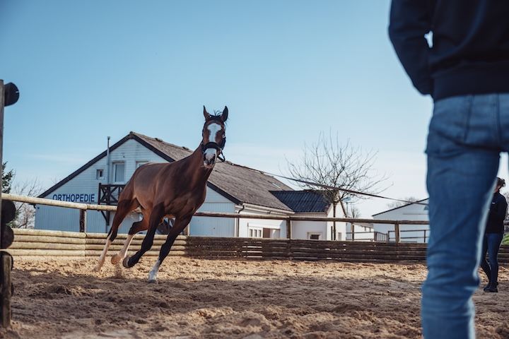 Un homme se tient à côté d'un cheval dans une zone clôturée.