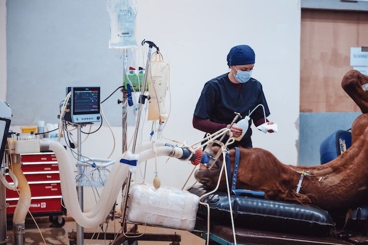 Un vétérinaire opère un cheval dans une salle d'opération.