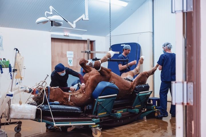 Un cheval est opéré dans une salle d'opération