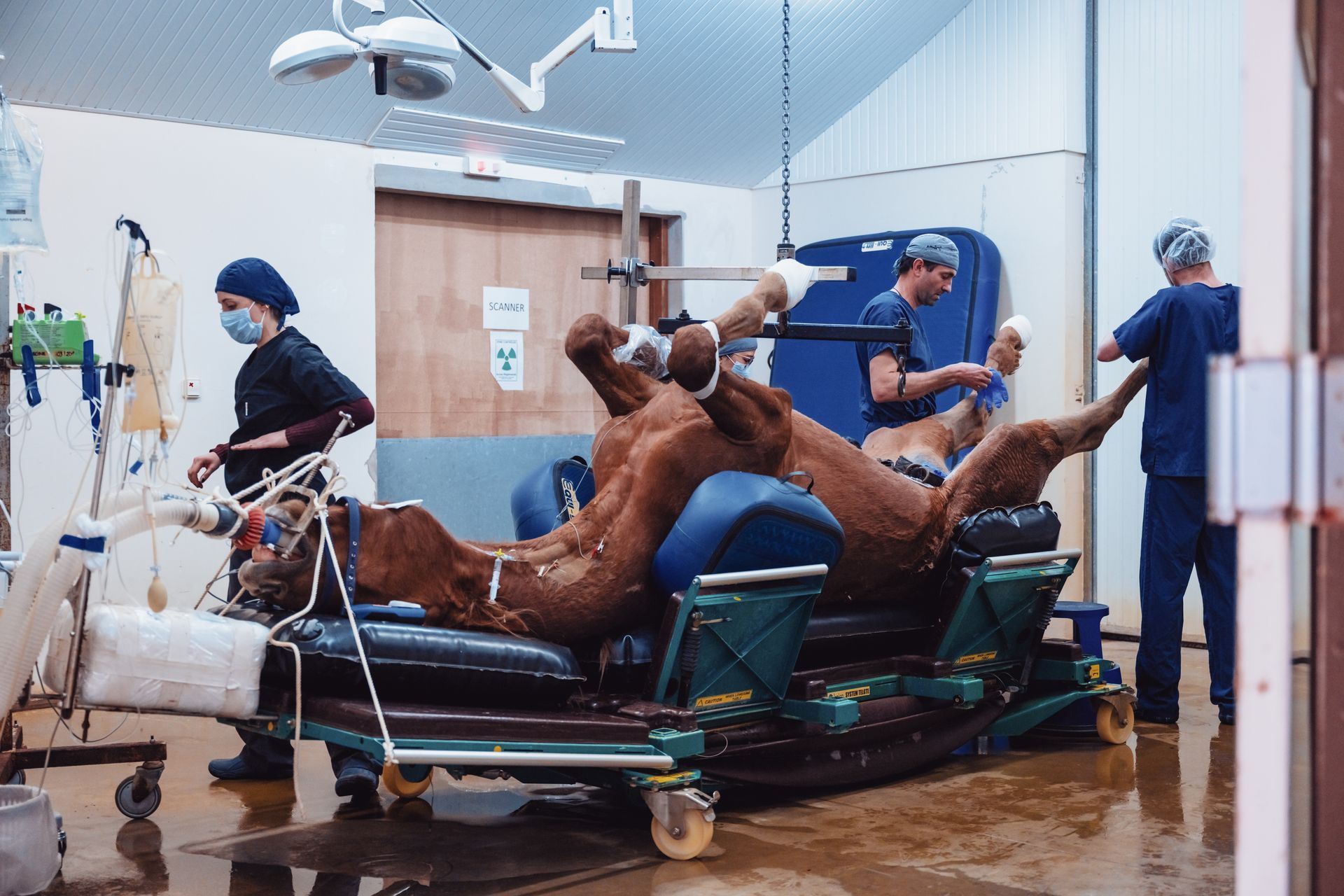 Un cheval est opéré dans une salle d'opération