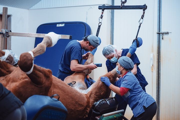 Un groupe de vétérinaires travaille sur un cheval dans une salle d'opération.