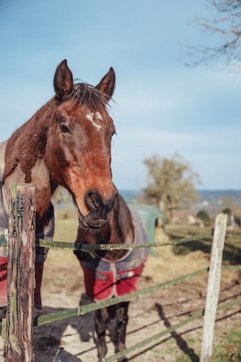 Un cheval brun se tient derrière une clôture en bois.