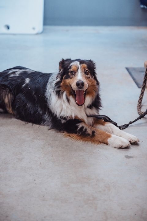 Un chien est allongé sur le sol avec la langue pendante.