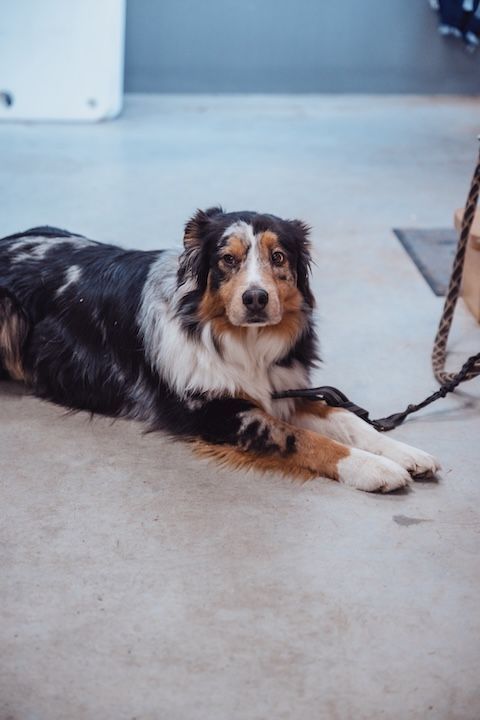 Un chien est allongé sur le sol en laisse.