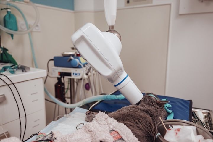 Un chat est allongé sur une table d'opération dans une salle d'opération.