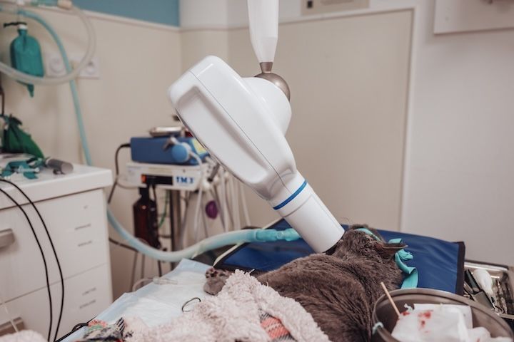 Un chat est allongé sur une table d'opération dans une salle d'opération.