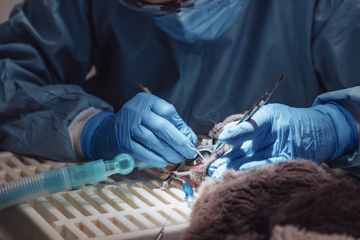 Un chirurgien opère un animal en peluche.