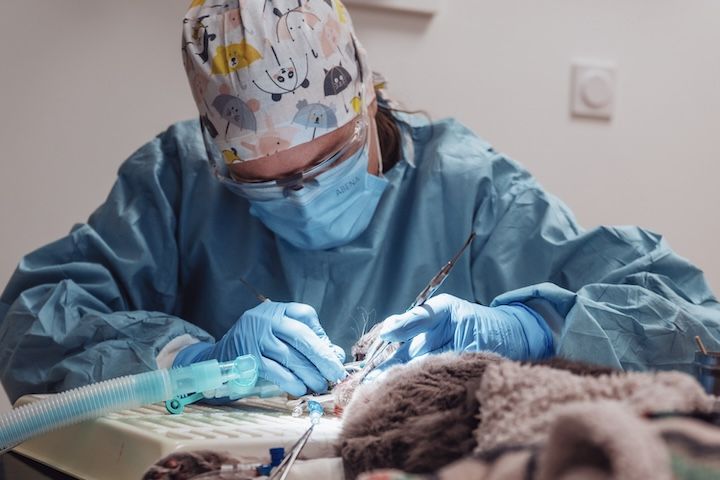 Un chirurgien opère un chat dans une salle d'opération.