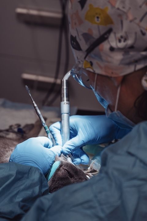 Un chirurgien opère un chat dans une salle d'opération.