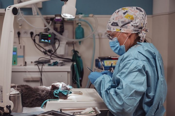 Un chirurgien opère un chat dans une salle d'opération.