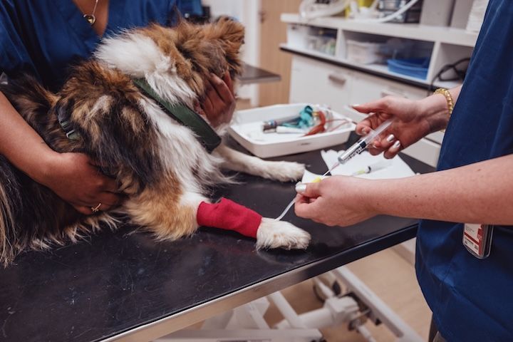 Un chien avec un bandage sur la patte est examiné par un vétérinaire.