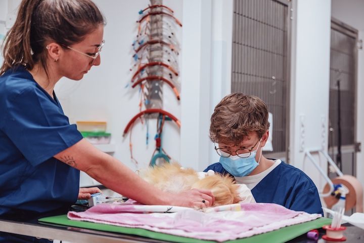 Un vétérinaire et une infirmière examinent un chien dans une clinique vétérinaire.