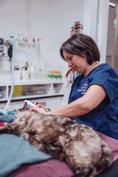 Une femme examine un chat dans une clinique vétérinaire.
