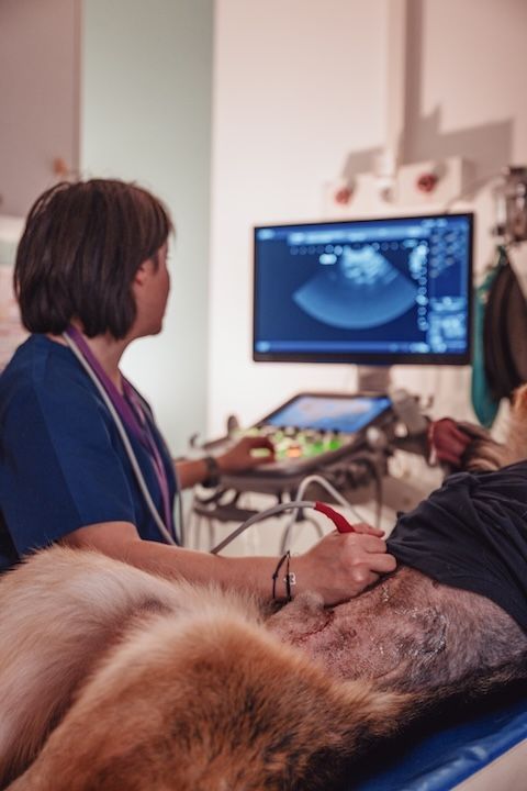 Un chien passe une échographie chez un vétérinaire.