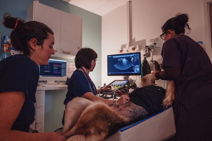 Un homme passe une échographie d'un chien dans une clinique vétérinaire.