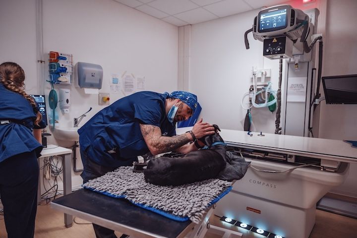 Un vétérinaire examine un chien sur une table dans un hôpital.
