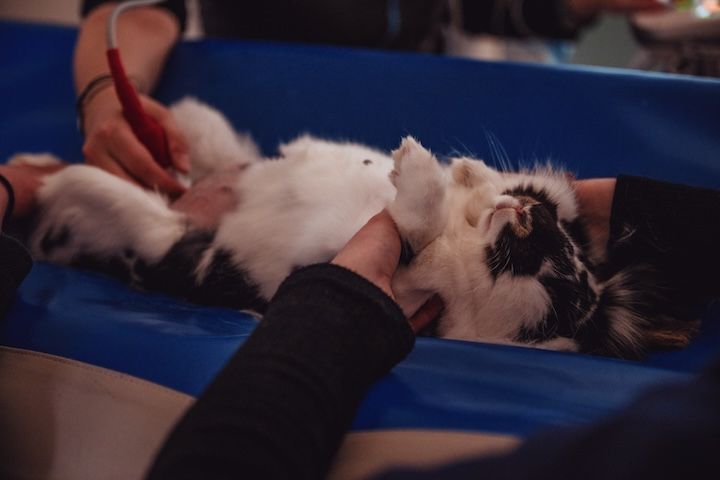 Un chat noir et blanc est examiné par une personne.