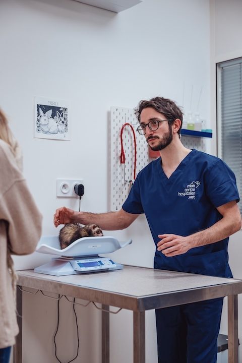 Un vétérinaire pèse un chat sur une balance.