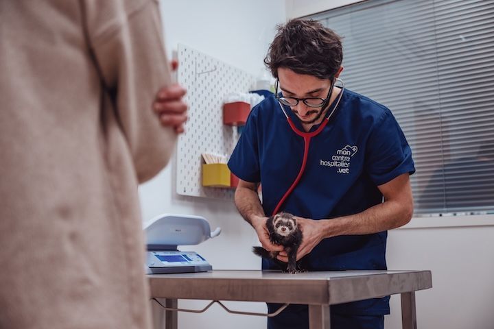 Un vétérinaire examine un chien avec un stéthoscope.