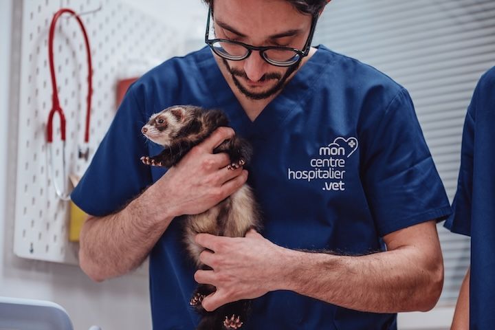Un homme en blouse bleue tient un furet dans ses mains.