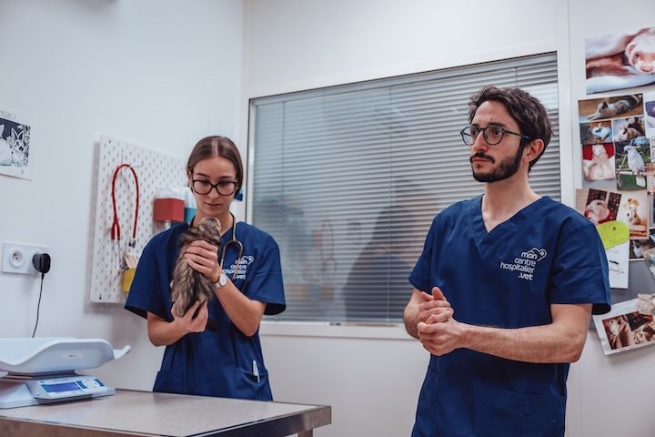 Un homme et une femme se tiennent l'un à côté de l'autre dans un cabinet vétérinaire et tiennent un chat.