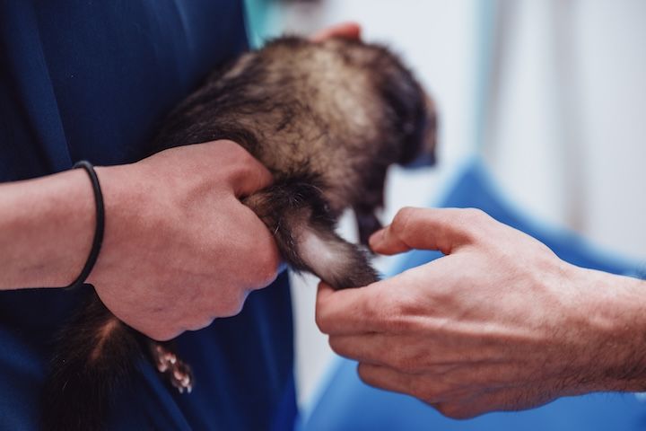 Un furet est examiné par un vétérinaire.