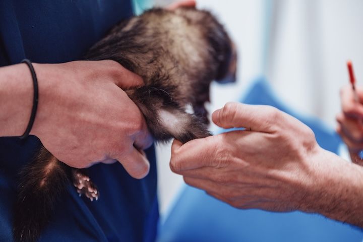 Un furet est examiné par un vétérinaire.