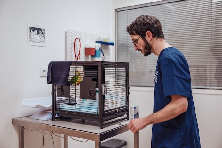 Un homme regarde un oiseau dans une cage sur une table.