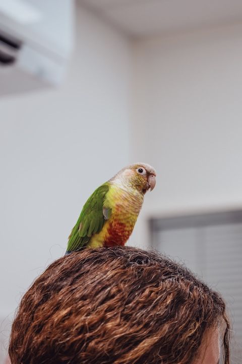 Un perroquet est perché sur la tête d'une femme.
