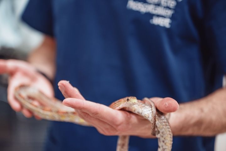 Un homme en chemise bleue tient un serpent dans sa main