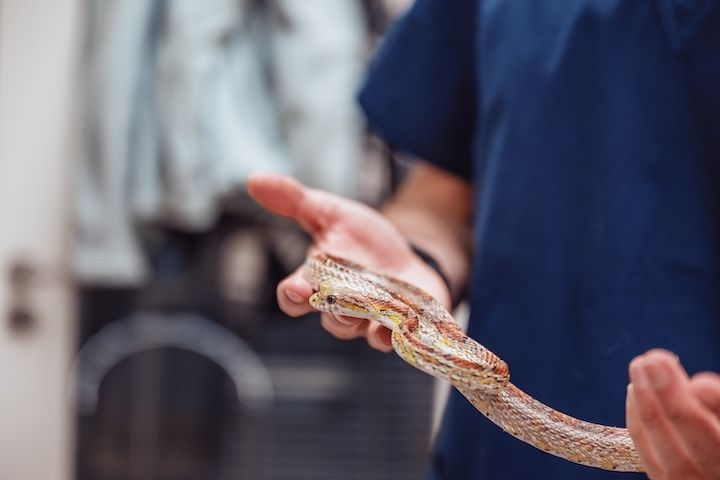 Une personne tient un serpent dans ses mains.